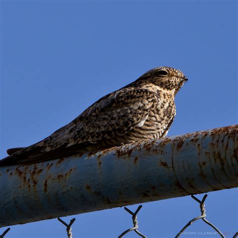 Bullbat | The common nighthawk. Rarely seen not flying much … | Flickr