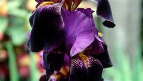 How to Grow Bearded Irises in Containers. Bearded irises (Iris x hybrida) are tall perennial ...