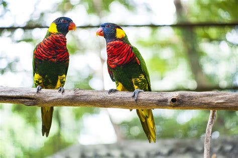 Visiting Kuala Lumpur's Beautiful KL Bird Park