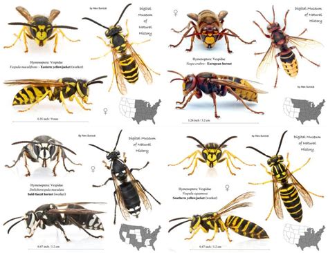 17 best ideas about Bee Identification on Pinterest | Bumble bees ...