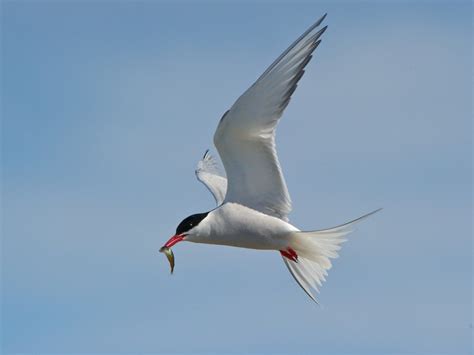 Arctic Tern – "OCEAN TREASURES" Memorial Library