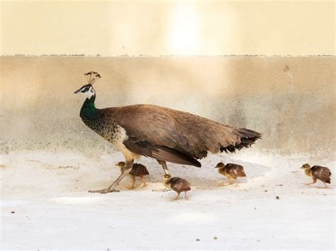 Peacock Chicks - Peafowl Breeding 101 - Northern Nester