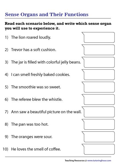 Sense Organs and Their Functions Worksheet