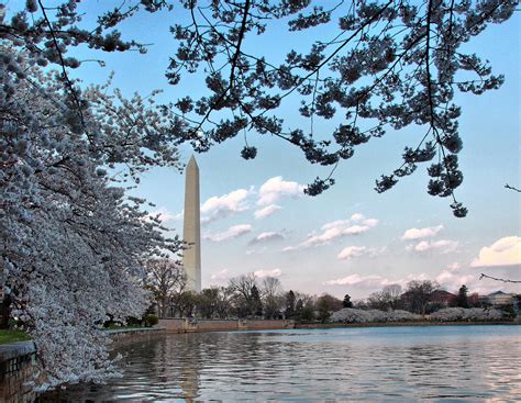 Washington DC Cherry Blossom Wallpaper - WallpaperSafari
