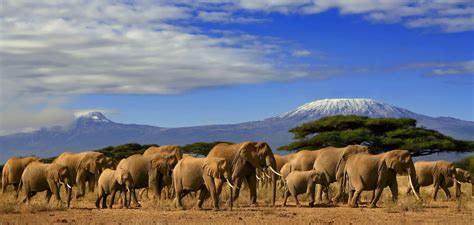 TANZANIA: elephant population recovers | Afrik 21