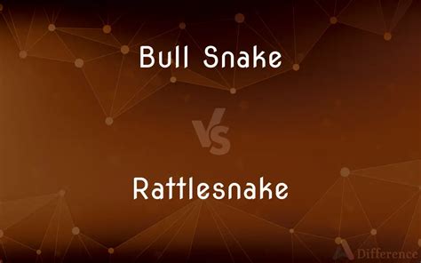 Bull Snake vs. Rattlesnake — What’s the Difference?