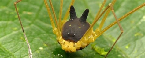 This freaky arachnid with a black bunny head is totally real, we kid you not – Science Metro