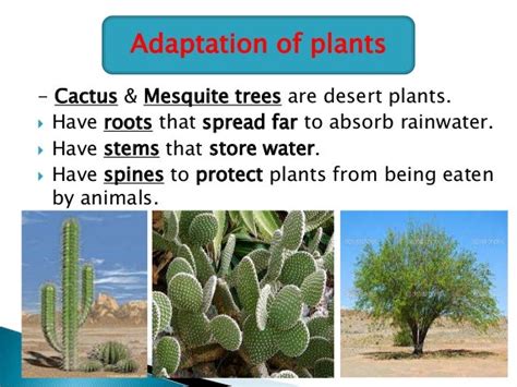 Desert adaptations