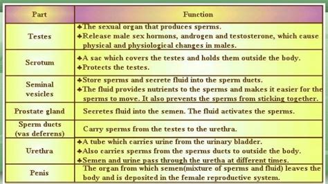 1st science 1 function of male reproductive system