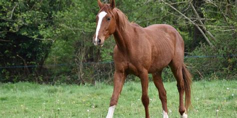 The Different Kinds Of Chestnut & How To Tell Them Apart: A Detailed Guide – Insider Horse ...