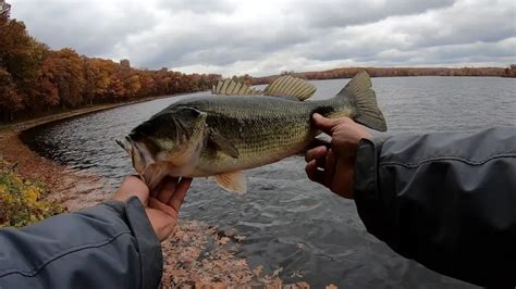 15 Types Of Bass Species For Anglers – All Fishing Gear