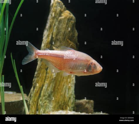 MEXICAN TETRA OR BLIND CAVEFISH astyanax fasciatus mexicanus, FISH ...