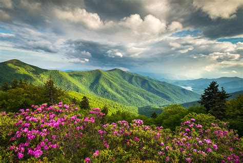 Asheville Nc Blue Ridge Parkway Spring Flowers Photograph by Dave Allen