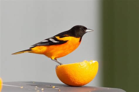 Maryland State Bird: Pictures and Fun Facts I TheBirdPedia