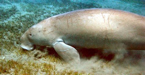 Flipboard: Dugongs could be more endangered than we thought