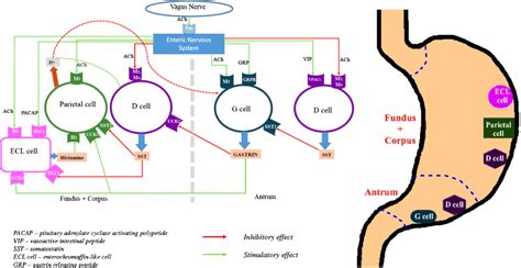 Stomach Acid Diagram