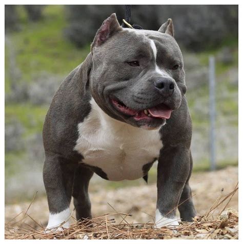 American Bully SBK’s First Son #american #bully #pocket #blue # ...