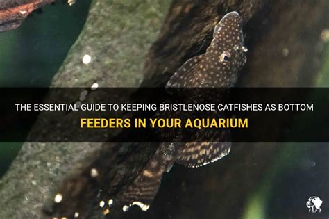 The Essential Guide To Keeping Bristlenose Catfishes As Bottom Feeders In Your Aquarium | PetShun