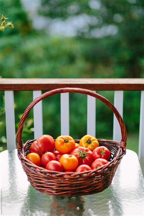 "Tomato Harvest In Home Garden" by Stocksy Contributor "Raymond Forbes ...