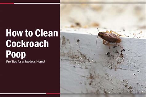 How to Clean Cockroach Poop: Pro Tips for a Spotless Home!