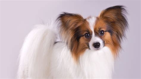 10 Fancy Facts About the Papillon | Mental Floss