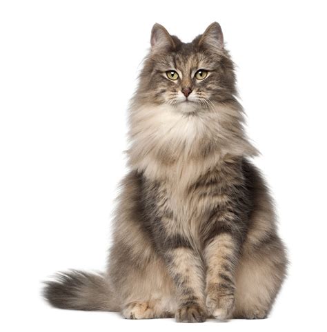 The Norwegian Forest Cat - Cat Breeds | CatLoversDiary.com