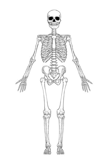 Premium Vector | Human skeleton anatomy