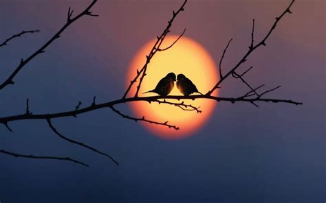 Romantic Couple | Beautiful bird wallpaper, Birds wallpaper hd, Bird wallpaper