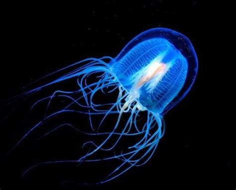 Marc Dauncey - Cover Photos | Facebook | Jellyfish, Irukandji jellyfish, Immortal