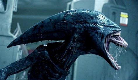 Facehugger Prometheus