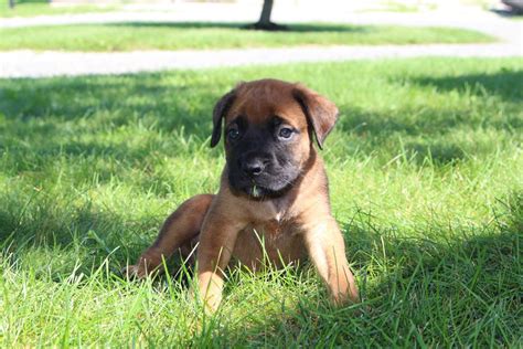 English Mastiff Puppies For Sale | Sugarcreek, OH #283786