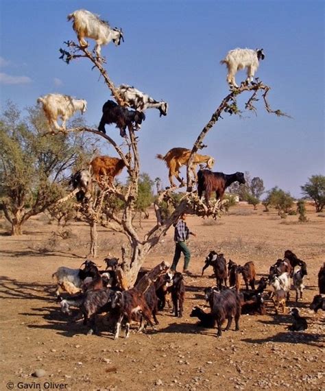 Goats in trees – Lonely Planet's travel blog