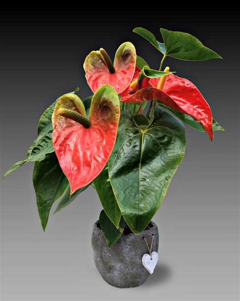 Flowering Houseplants - 15 Blooming Indoor Plants for Color and Warmth