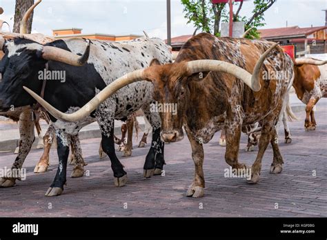 Stockyard fort worth hi-res stock photography and images - Alamy