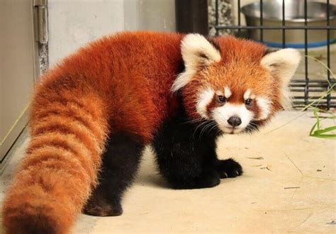 80 Most Popular Red Panda Names - PetPress