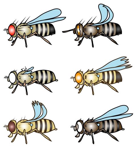 Science Visualized • Drosophila with Different Marker Mutations ...