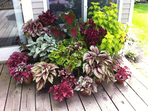 Shade Lovers: Coleus, Rex Begonia and Caladium. Flowers Perennials, Planting Flowers, Flowers ...