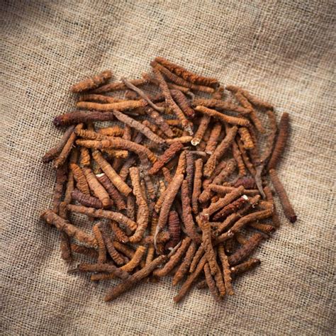 What is Cordyceps: Health Benefits, Uses, and Side Effects