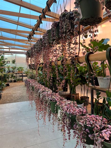 Trailing Succulents for Hanging Baskets — Flora Grubb Gardens