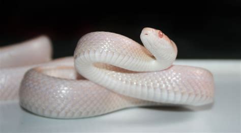 See The Massive, Rare, Albino Snake Found In A Florida Woman's Backyard ...