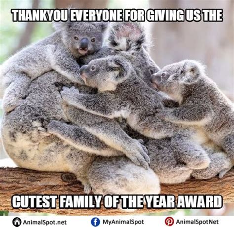 Cute Koala Memes | I love koala bears ️ | Cute wild animals, Baby koala, Animals