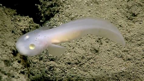 Deep beneath the ocean’s surface, scientists have spotted for the first time a living “ghost ...