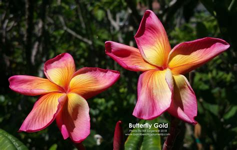 BUTTERFLY GOLD PLUMERIA RUBRA SEEDS, 5 seeds