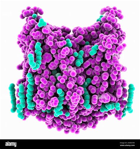 Wild-type channelrhodopsin 2. Computer model showing the structure of ...