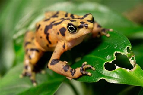 Panamanian Golden Frog - Zoo Atlanta