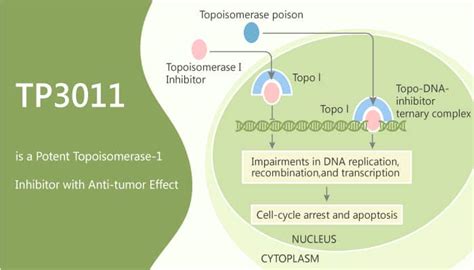 TP3011 is a Potent Topoisomerase-1 Inhibitor with Anti-tumor Effect ...