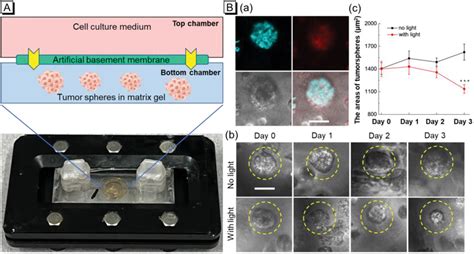 A) The physical object and schematic diagram of the tumor spheroid ...