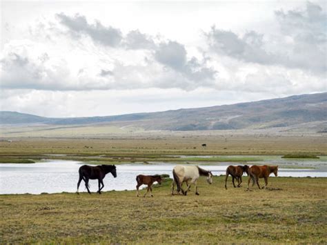 Cotopaxi Wildlife Animals In The Wild Ecuador Stock Photos, Pictures ...