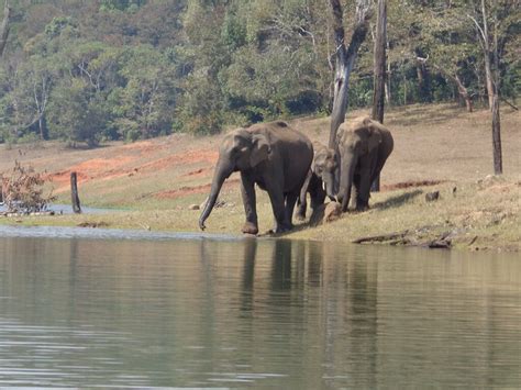 Visit Periyar Tiger Reserve: Discovering the Best of Kerala's Wildlife ...