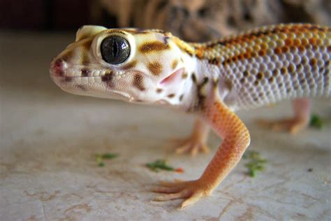 All sizes | Giant Frog-Eyed Gecko (Teratoscincus scincus keyserlingi ...